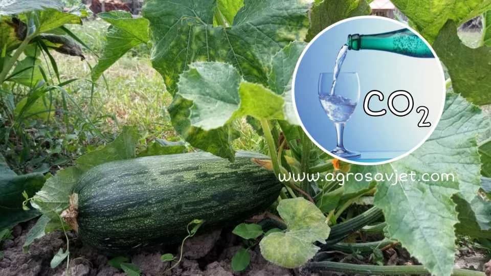 zalivanje biljaka gaziranom vodom