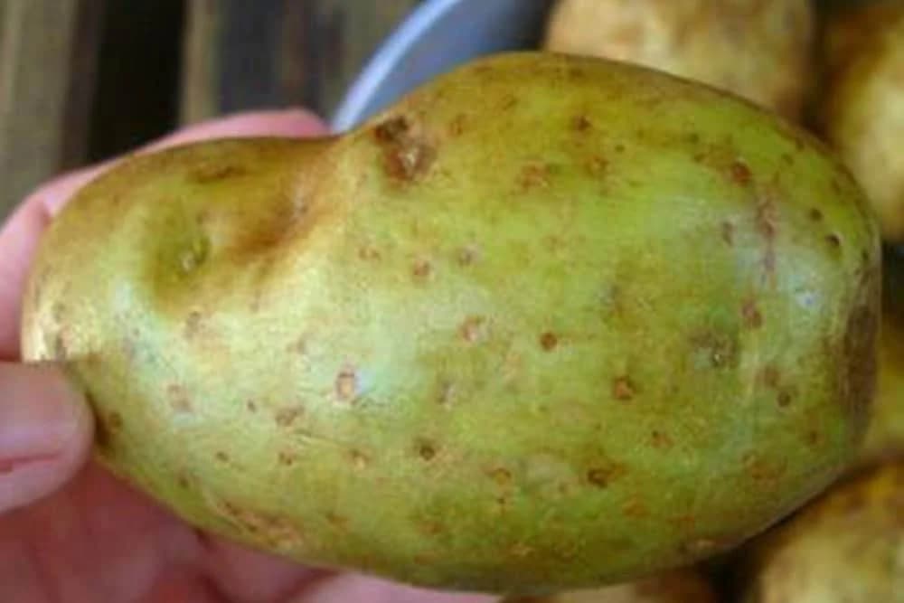 Šta je uzrok pozelenjavanja krompira - Može biti štetno i za ljudsko zdravlje!