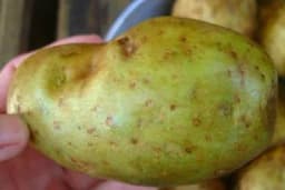 Šta je uzrok pozelenjavanja krompira - Može biti štetno i za ljudsko zdravlje!