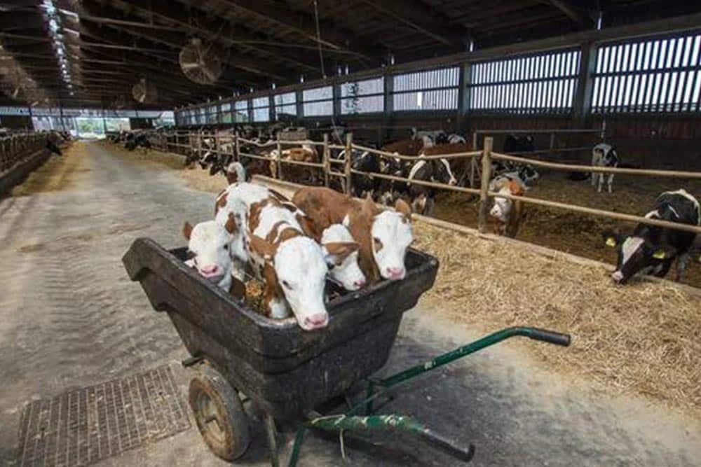 Čudo u Feričancima: Krava Sunčica otelila čak četiri telića