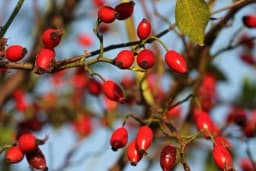 Biznis ideja: Gajenje šipurka isplativije od lješnika i paprike