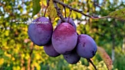 Čuvanje plodova šljive - Svježi zalogaji u zimskim danima