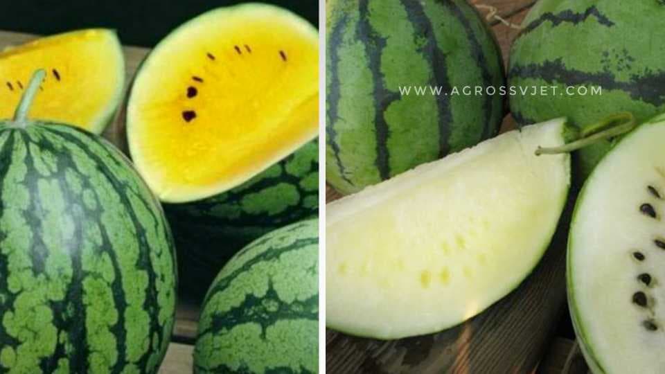 bijela i žuta lubenica