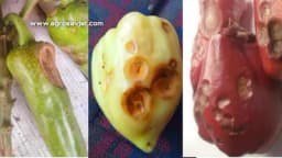Antraknoza plodova paprike - Simptomi i zaštita!