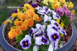 Kako spasiti biljke od ljetnih vrućina dok ste na odmoru?