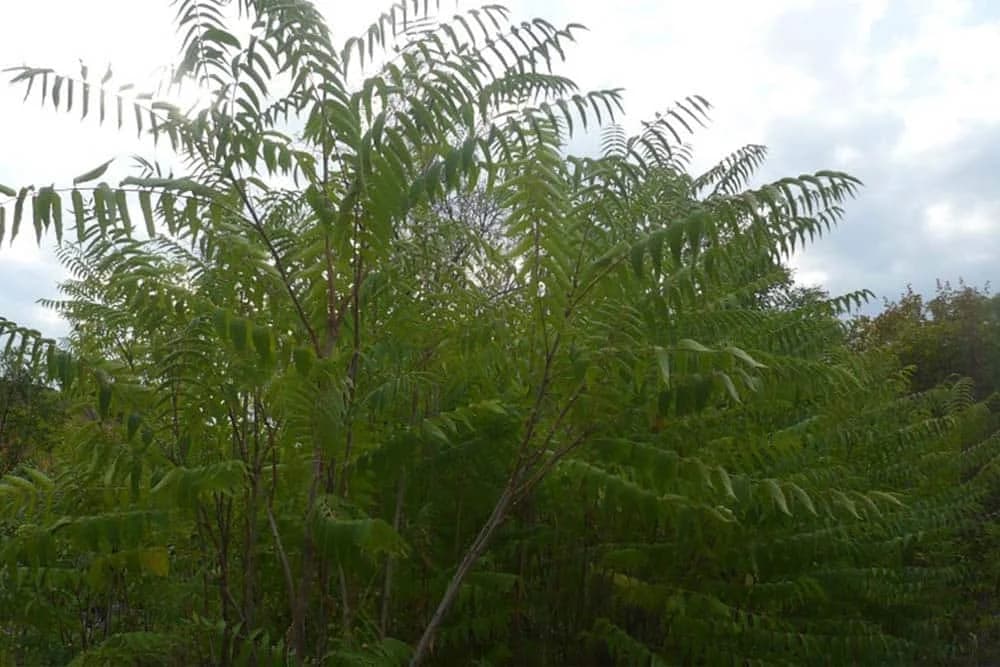 KISELO DRVO . PAJASEN