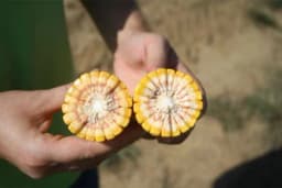 Zrelost kukuruza i vrijeme siliranja