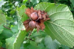 Koji sistem gajenja lijeske donosi najveće prinose?