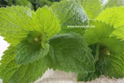 Ne volite čaj, napravite SOK: Recept za malo drugačiju NANU