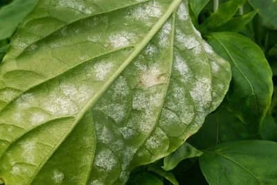 Biofungicidi - Zaštita biljaka od bolesti na organski način!