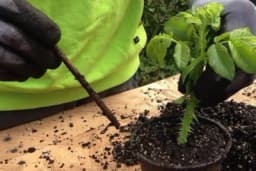 Kako ožiliti reznice tokom zime?