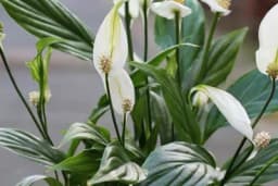 Osam SOBNIH biljaka samo za OZBILJNE ljubitelje cvijeća!