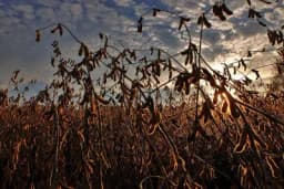 Desikacija – mjera koja ubrzava sazrijevanje plodova