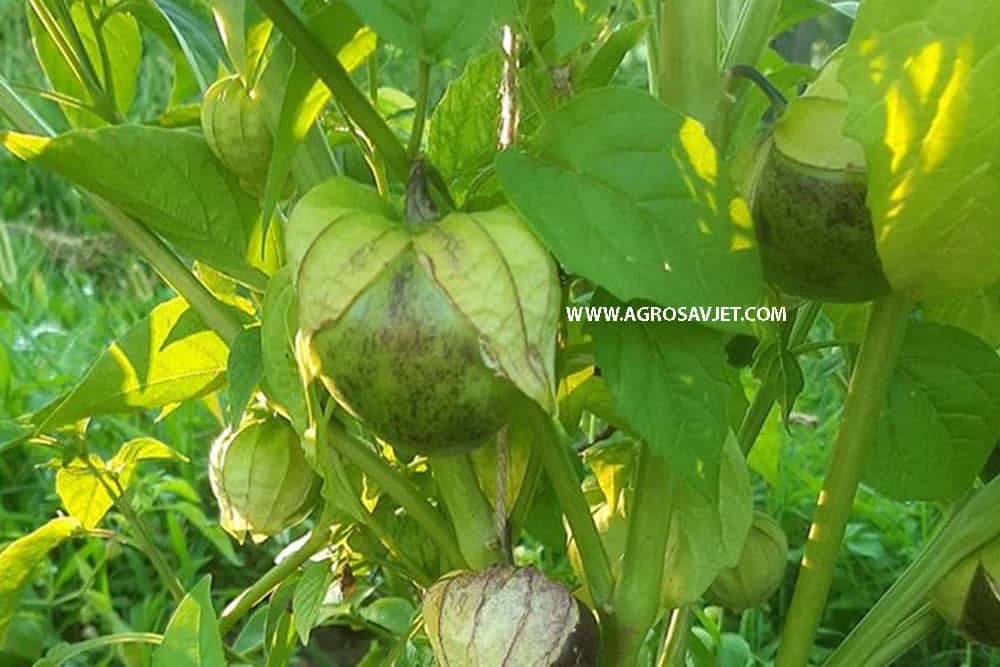 tomatillo