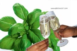 VINO OD BOSILJKA - PRIPREMA I LJEKOVITOST