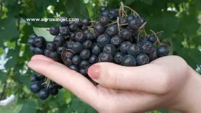Aronija ipak nije "zlata vrijedna"? "Ista priča kao sa nojevima, tartufima, puževima..."