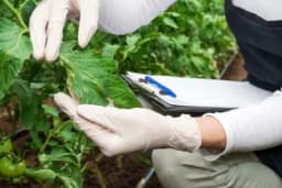 Ako ovo uradite SADA smanjićete rizik za nastanak bolesti biljaka