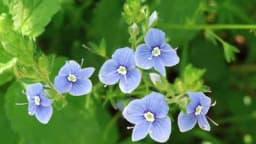 Čestoslavica – Veronika jača pamćenje, otklanja vrtoglavicu, a zovu je lijek svijeta