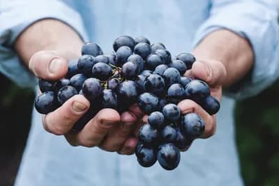 GROŽĐE - Rješenje za 10 tegoba