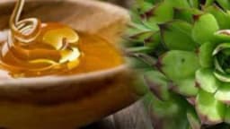 LJEKOVITI SOK, MED I ČAJ OD ČUVARKUĆE!