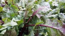 List cvekle - Nevjerovatna ljekovita dejstva za koja nismo znali!