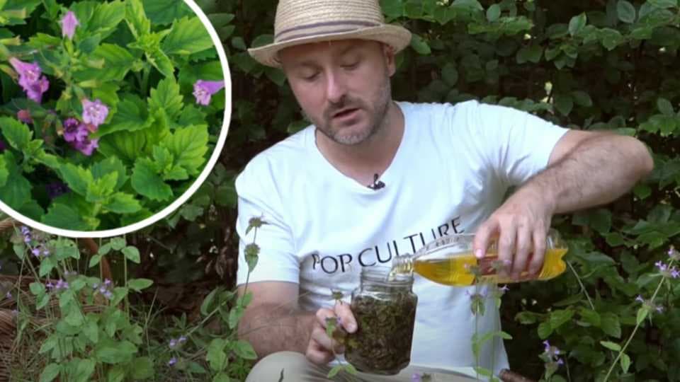 DIVLJI BOSILJAK je neotkriveno ČUDO, sve o njegovoj ljekovitosti!