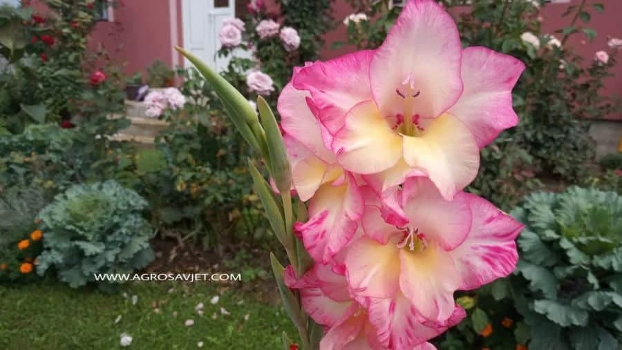 Gladiola