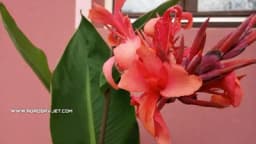 Kako da sačuvate ljetne lukovice