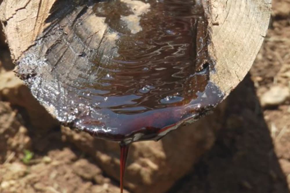 Crno zlato cijedi se iz panjeva starog bora: Nekada su od njega živele mnoge porodice