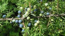 Kleka - Za šta je sve dobra i ko je ne smije koristiti