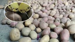 Poslije vađenja krompira HITNO ga sklonite sa PARCELE!