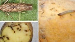 Opasnost traje dok se krtole ne utroše