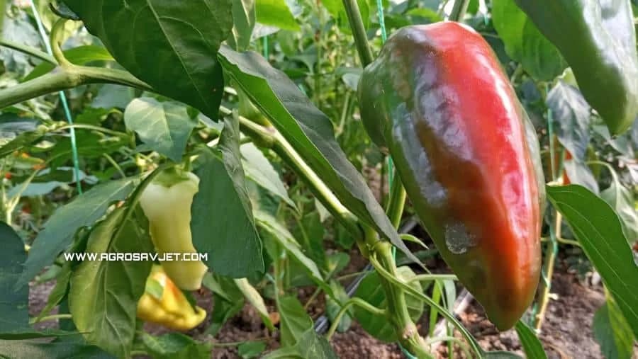Paprika
