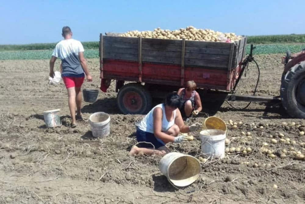 vađenje kormpira