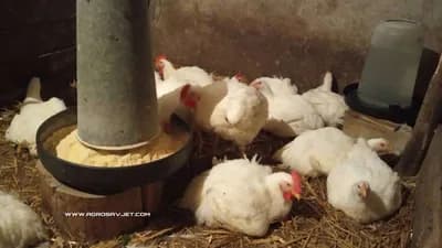 Bolesti živine izazvane nepravilnom ishranom