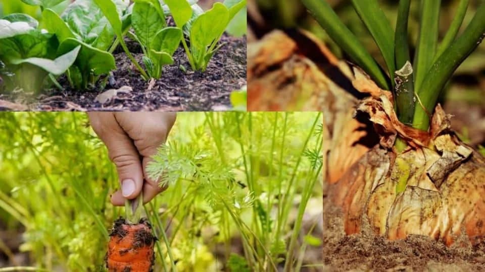 Potrebe povrća za petočlanu porodicu /TABELE/