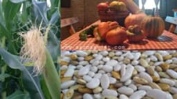 Zašto treba da gajite tikve, kukuruz i pasulj zajedno?