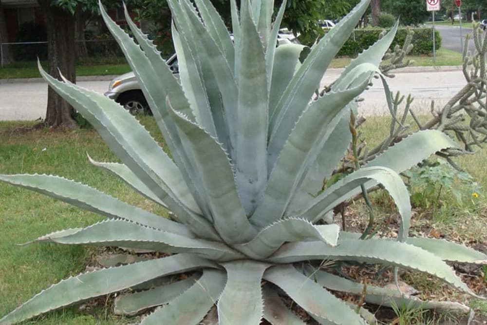 AGAVA