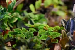 Osam adaptogenih biljaka za SMANJENJE STRESA, obnavljanje ENERGIJE I ZDRAVLJA!