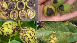 Najznačajnije BOLESTI ORAHA!