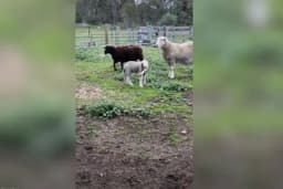 Rođeno jagnje sa pet nogu /VIDEO/