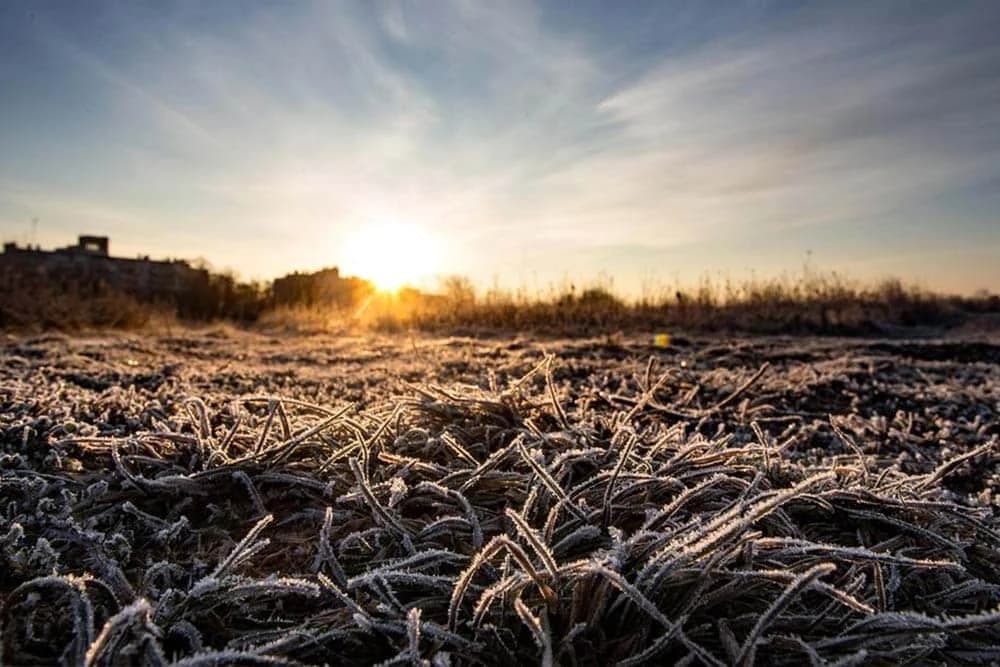 Kako zaštiti biljke od ranog jesenjeg mraza!