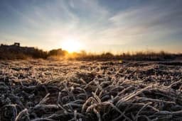 Kako zaštiti biljke od ranog jesenjeg mraza!