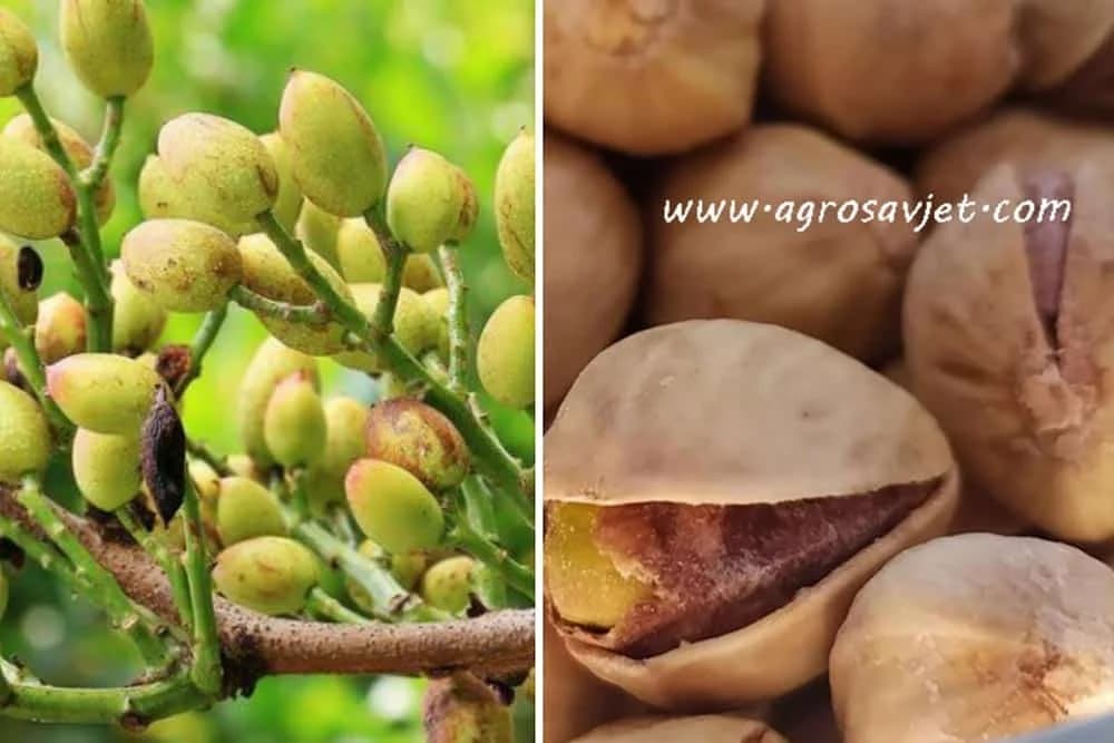 EVO KAKO DA UZGAJAJTE PISTAĆE U VAŠEM DOMAĆINSTVU!