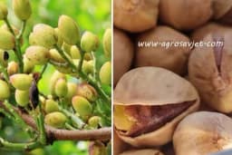 EVO KAKO DA UZGAJAJTE PISTAĆE U VAŠEM DOMAĆINSTVU!