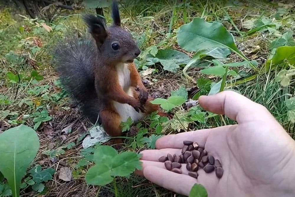 Ponudio hranu vjeverici u šumi, video postao hit zbog njene reakcije