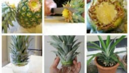 Kako da posadite ananas - Jednostavnije je nego što ste očekivali!