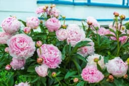 Šest stvari koje su ključne za njegu božura kako bi davao raskošne cvjetove