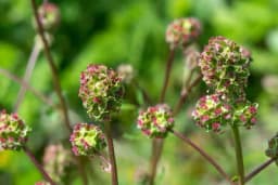 Dinjica ili mala krvara – biljka o kojoj malo znamo