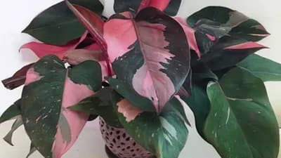 Filodendron sa zeleno-roze listovima - Cvijet koji će vas osvojiti